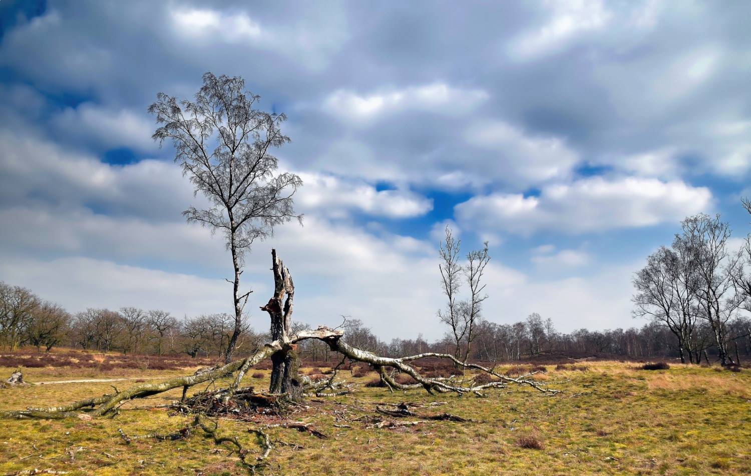 Nieuwjaarswandeling Landgoed de Hamert