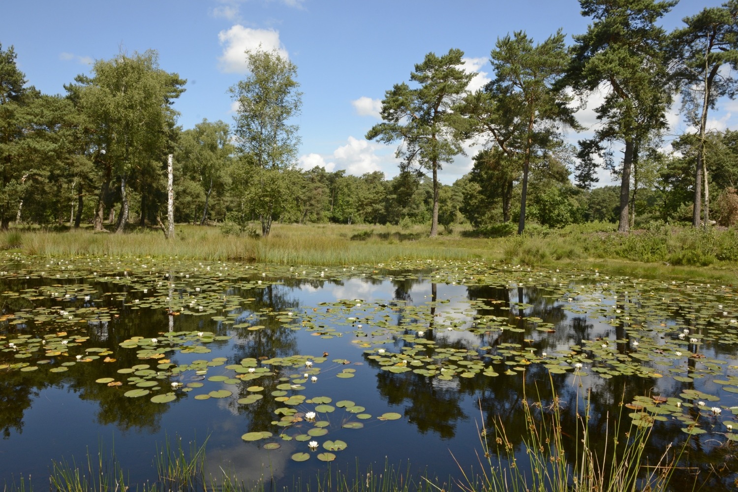 Ontdek de Ravenvennen in winterse sferen