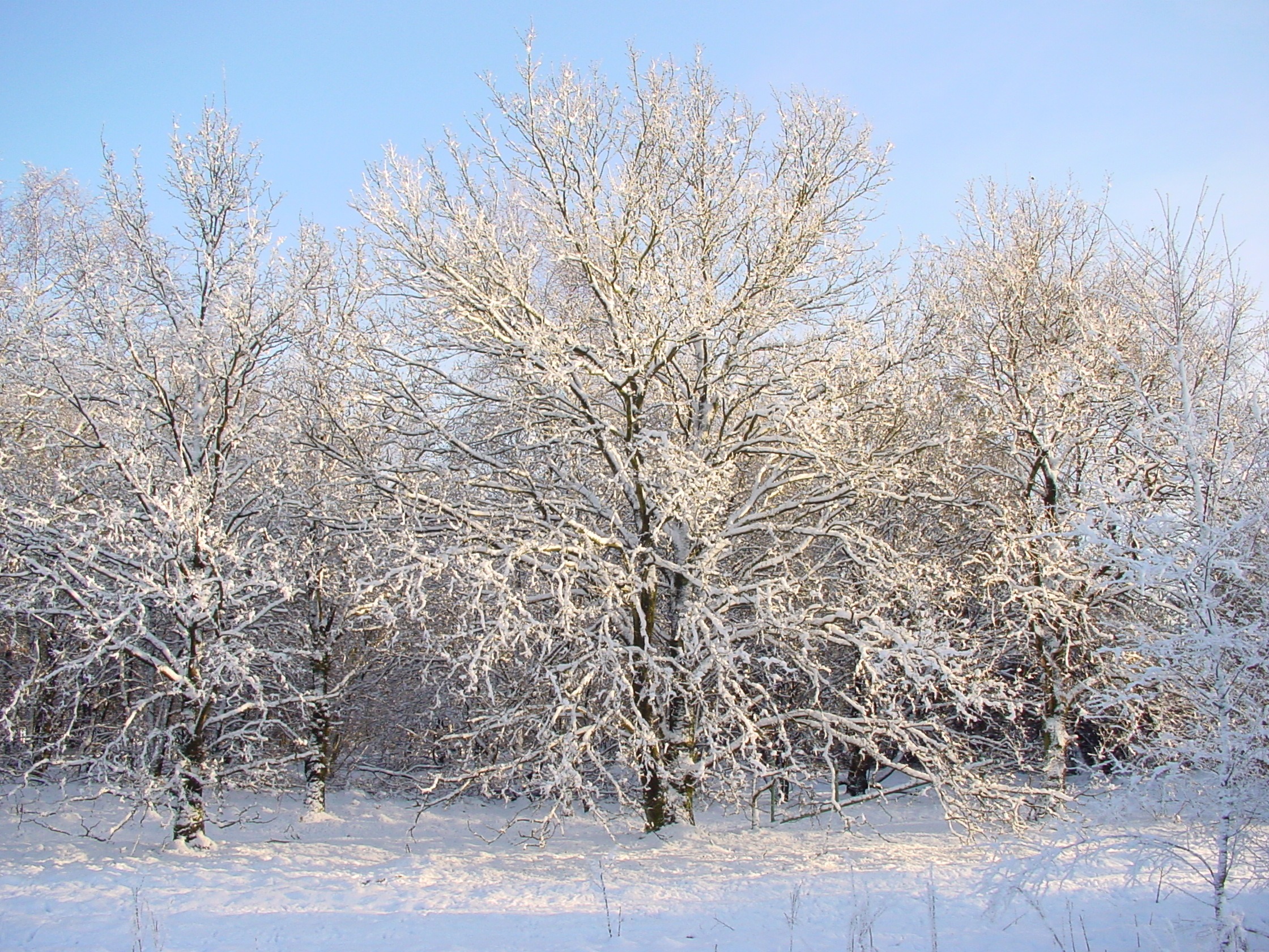 Winterwandeling in de Maasduinen