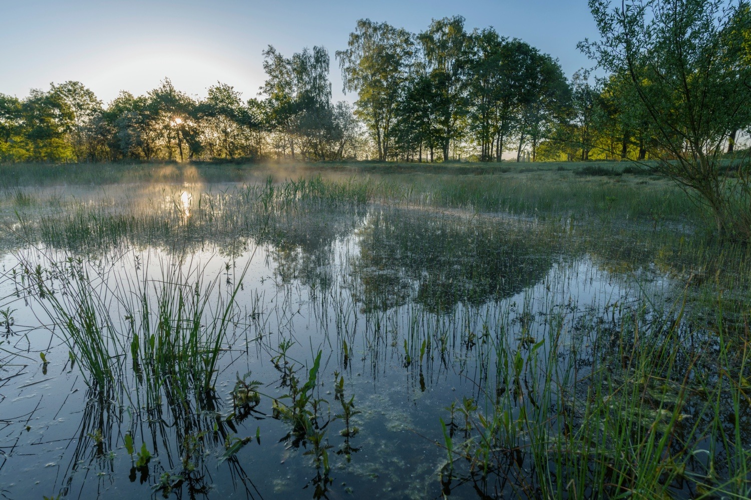 Op zoek naar lentekriebels in De Maasduinen