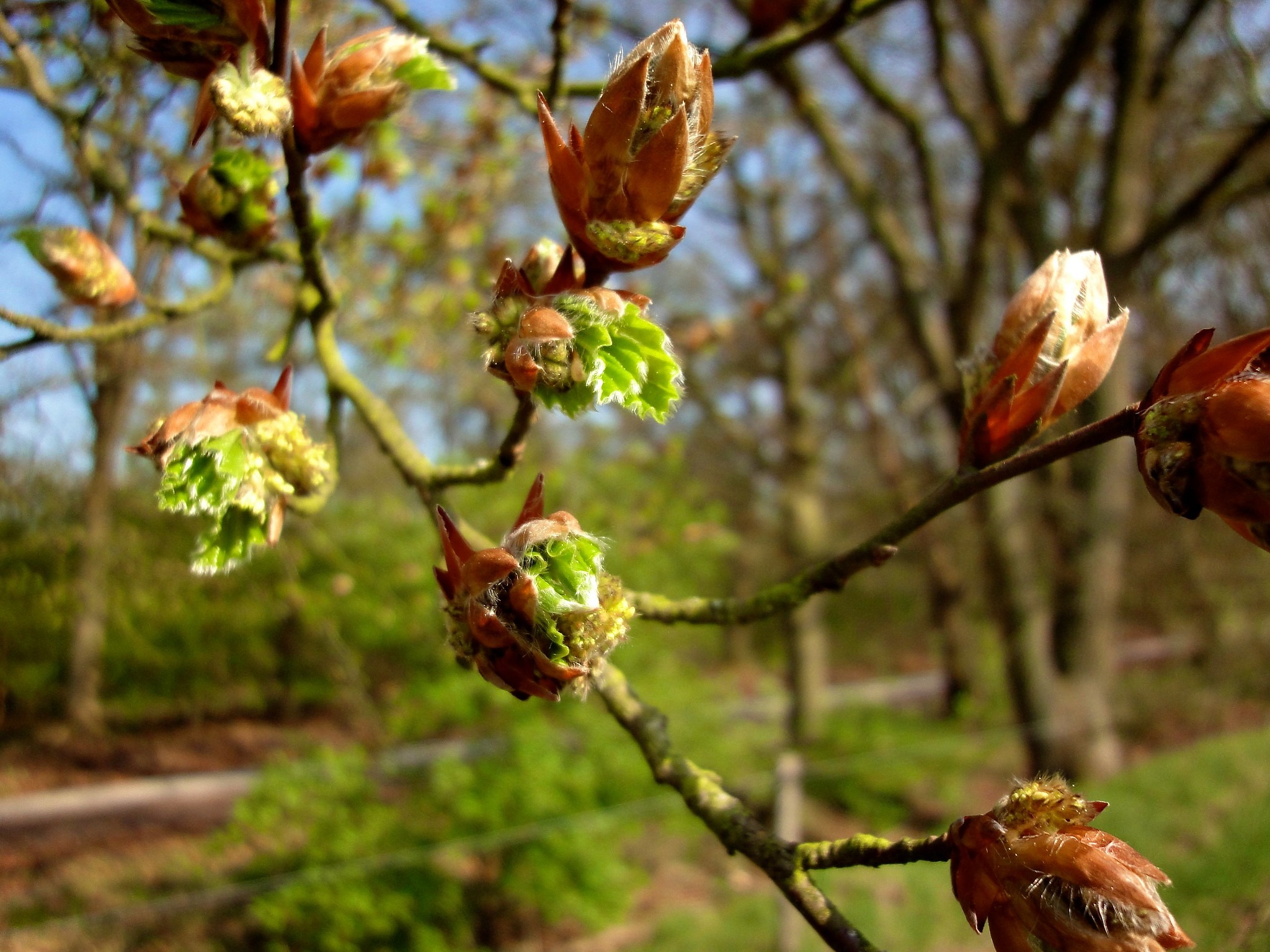 Kinderactiviteit: De natuur bloeit en groeit