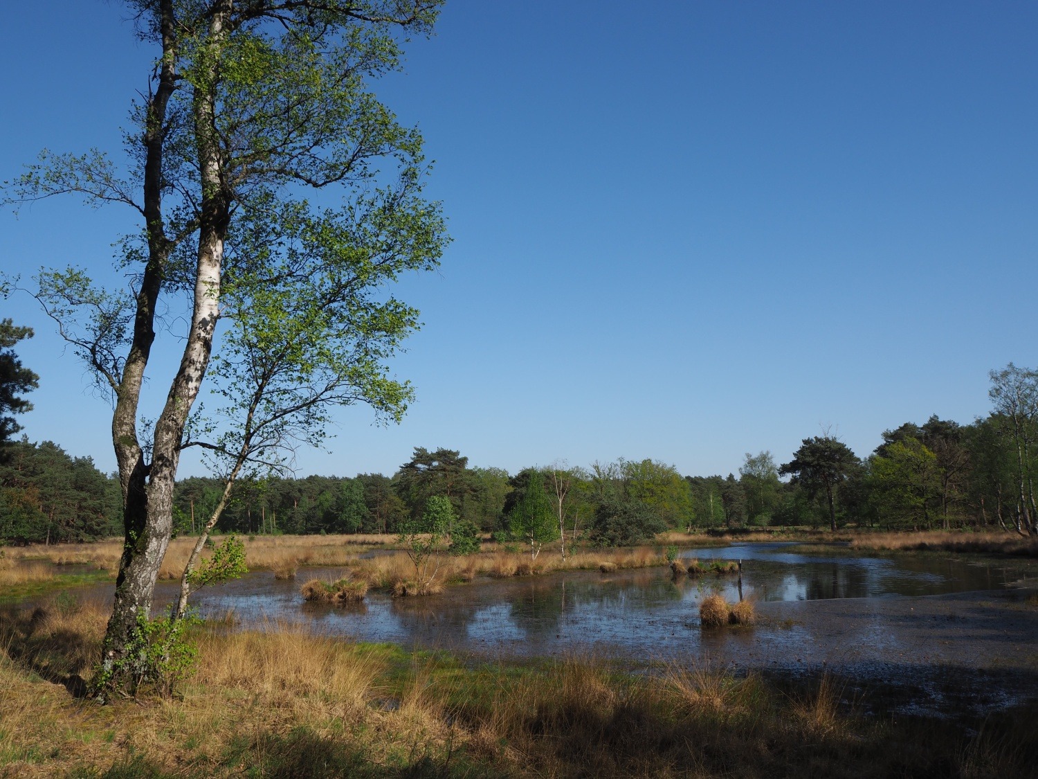 Ontdek het waterlandschap van De Maasduinen