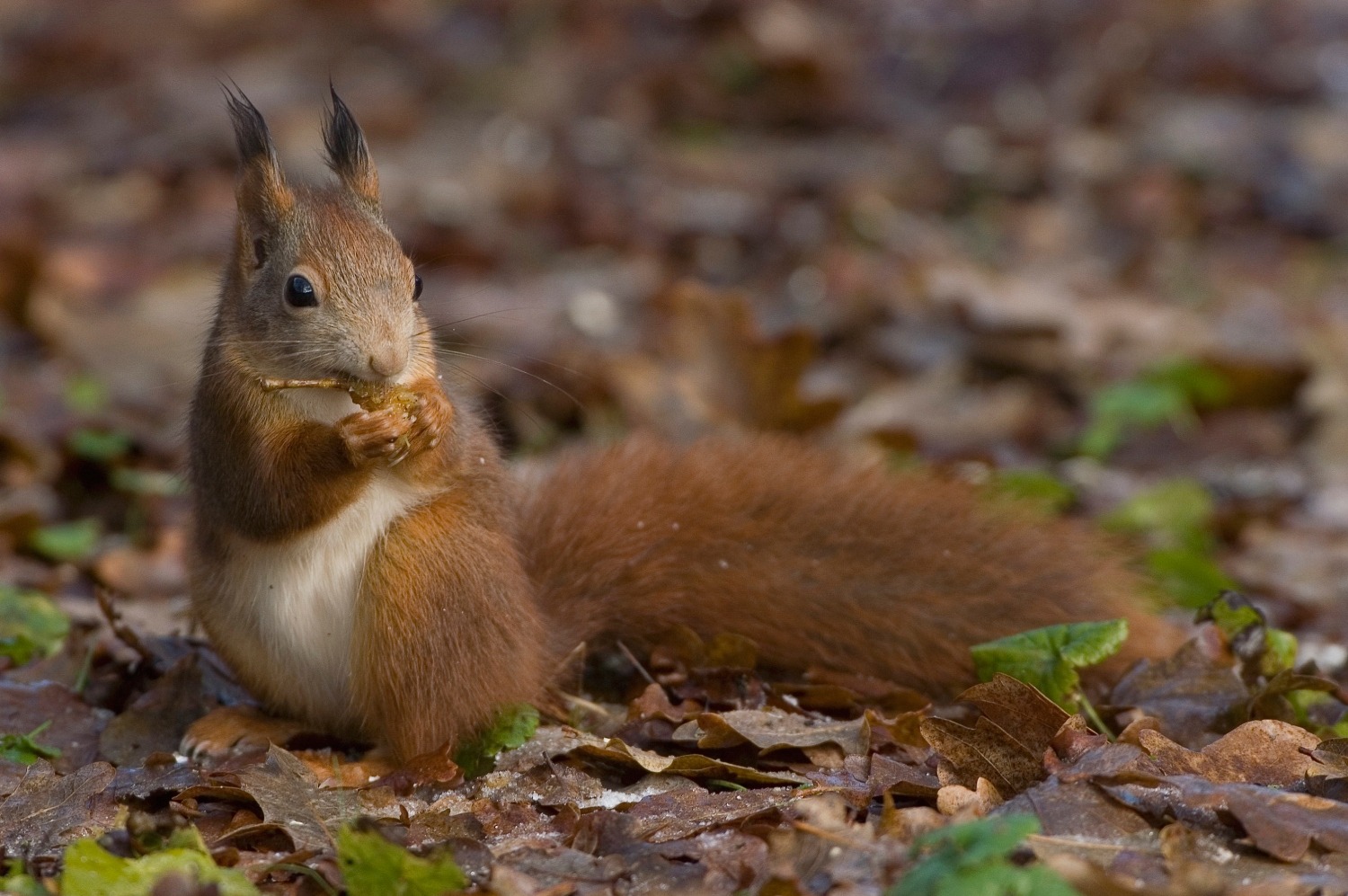 Kinderactiviteit: Speuren naar dieren in de Winterse Maasduinen