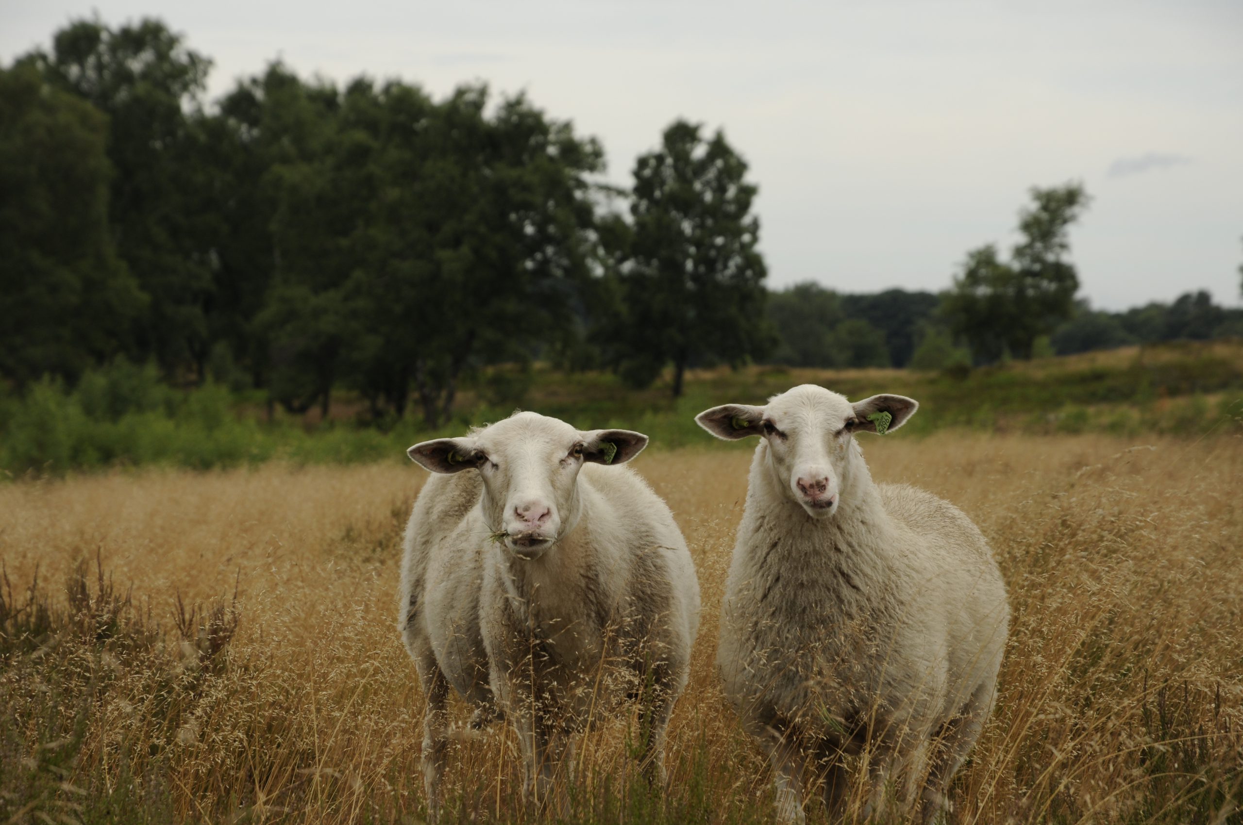 Kinderactiviteit: wollige wandeling
