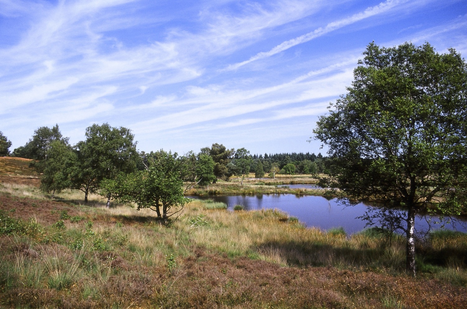 Japanse natuurbelevingswandeling in de Maasduinen