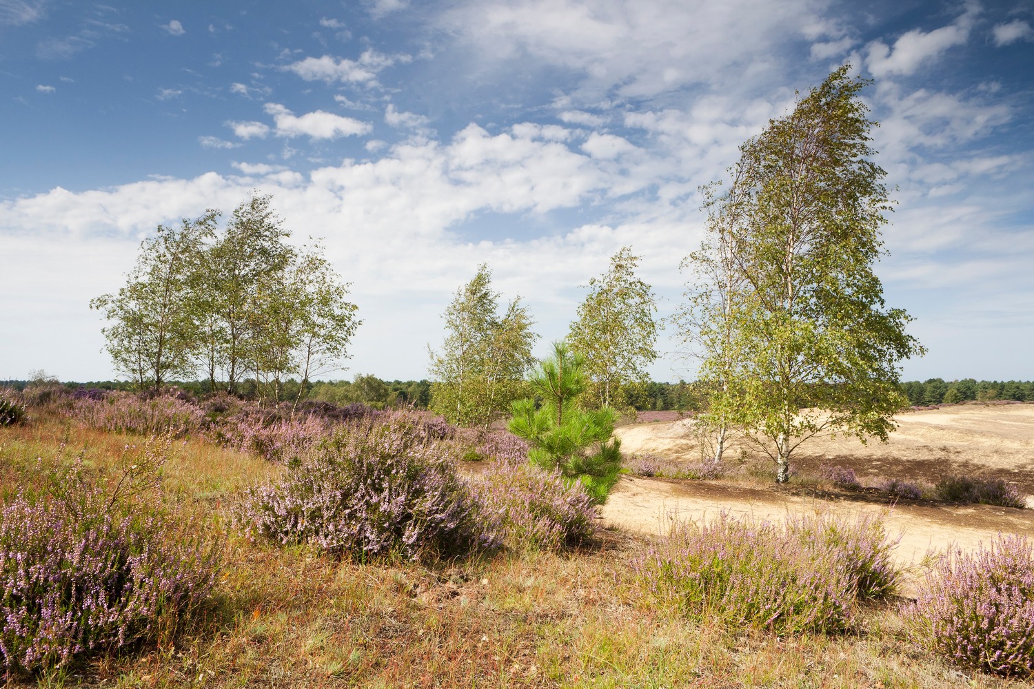 Kinderactiviteit: Piratentocht in de Maasduinen