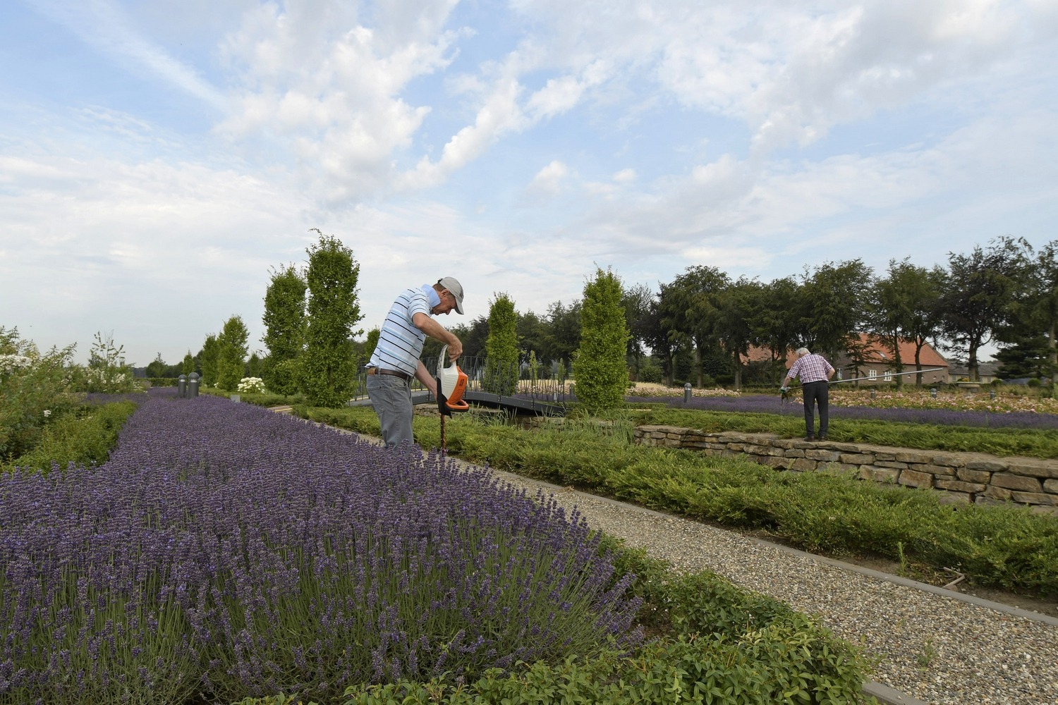Gratis lavendel en rozen uitsteken in Montfort