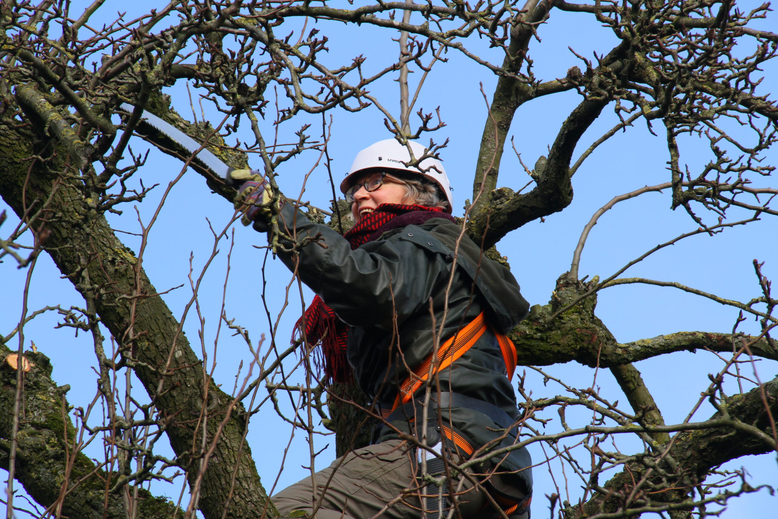 Snoeicursus oude hoogstamfruitbomen