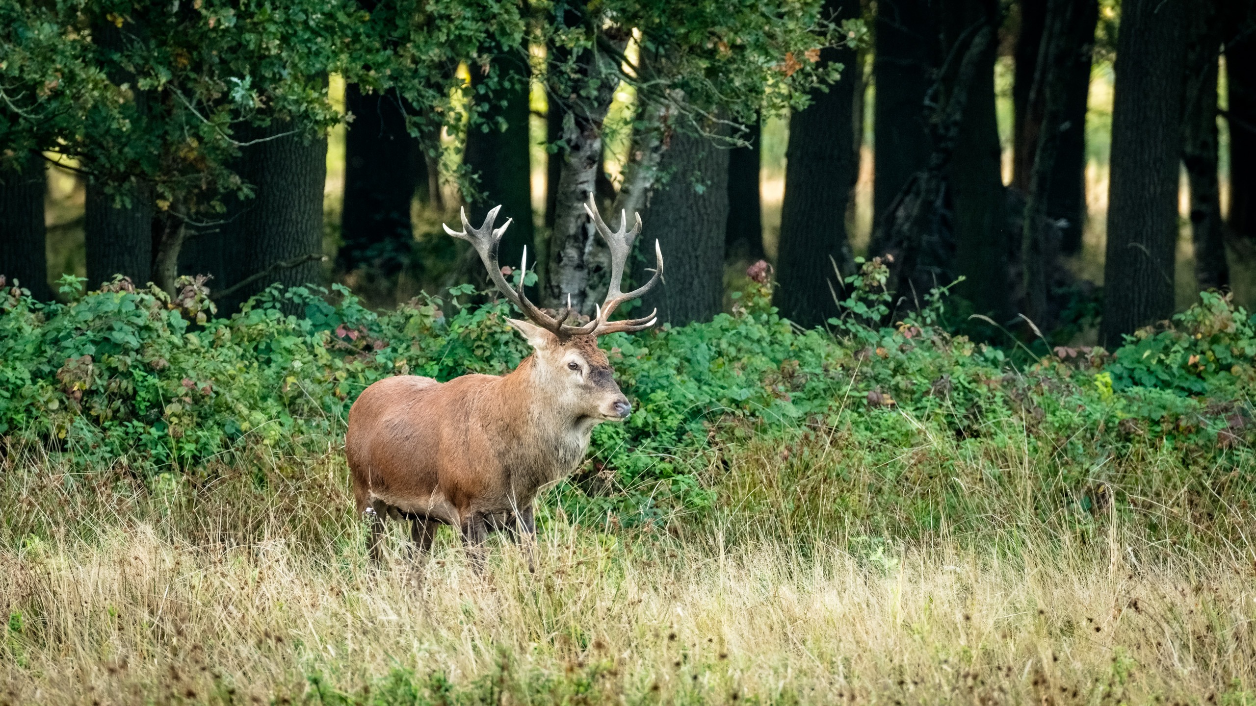 Excursie bronst edelherten Weerterbos (exclusief voor Beschermers)