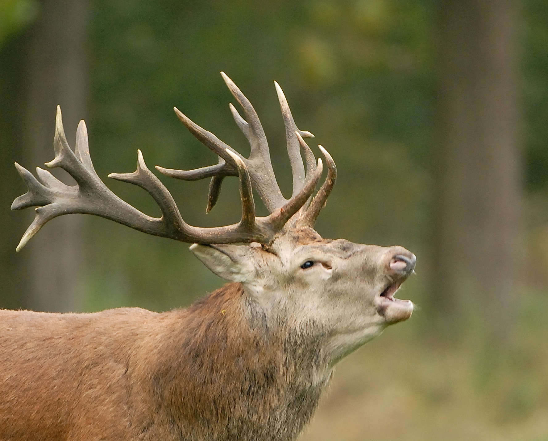 Excursie bronst edelherten Weerterbos (exclusief voor Beschermers)