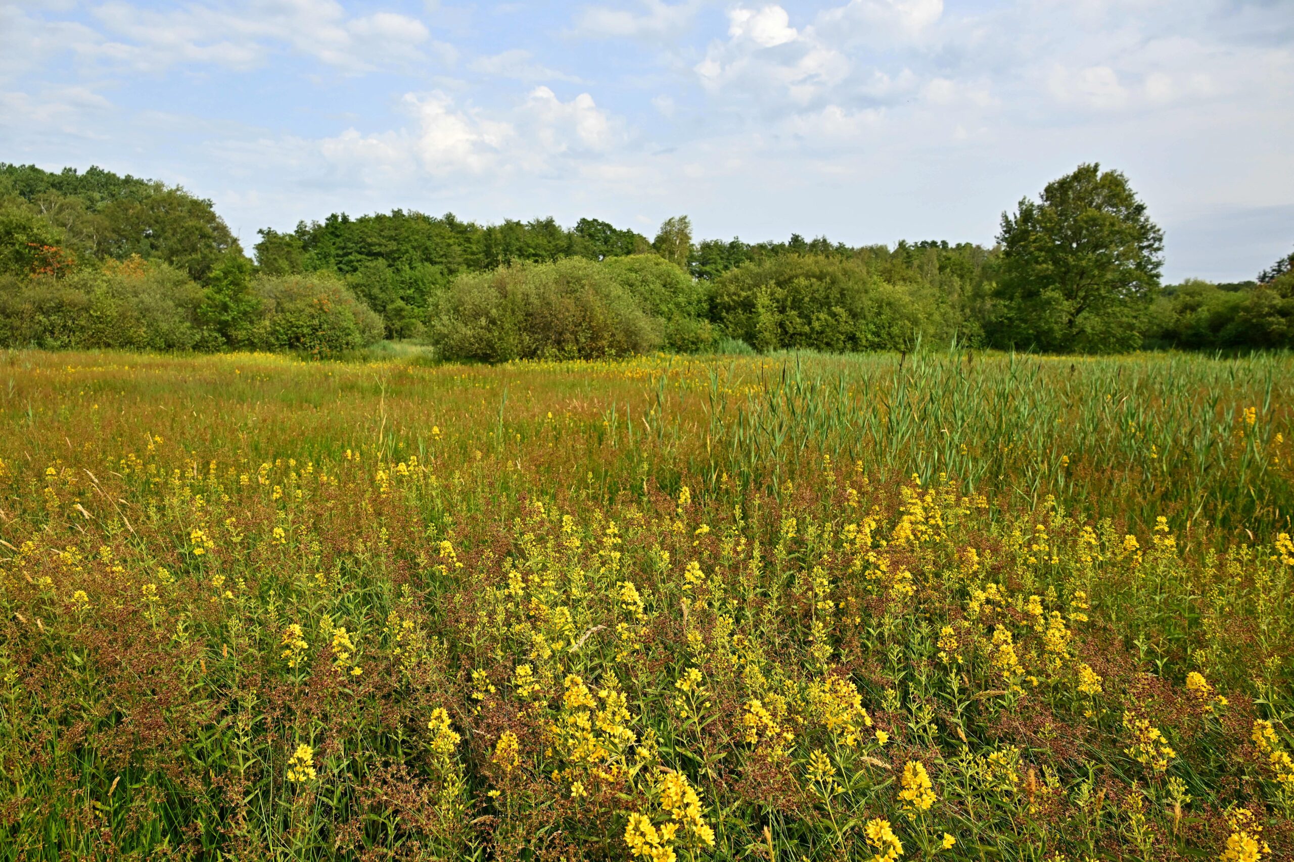 Natuurherstel Lommerbroek en Vreewater