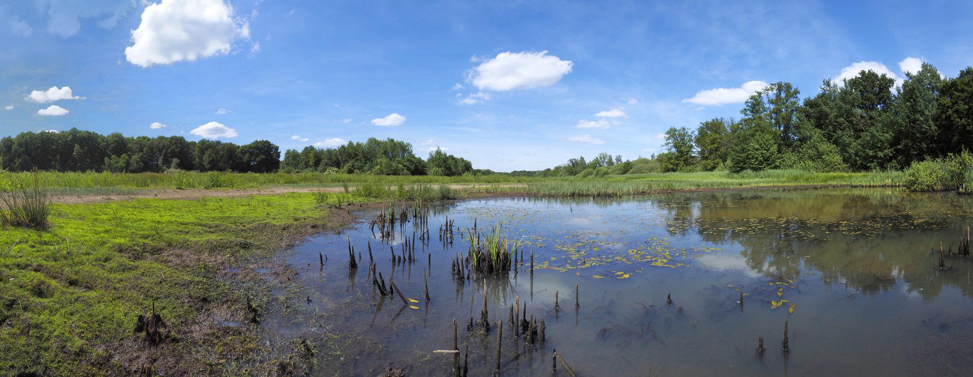 Natuurherstel Lommerbroek en Vreewater