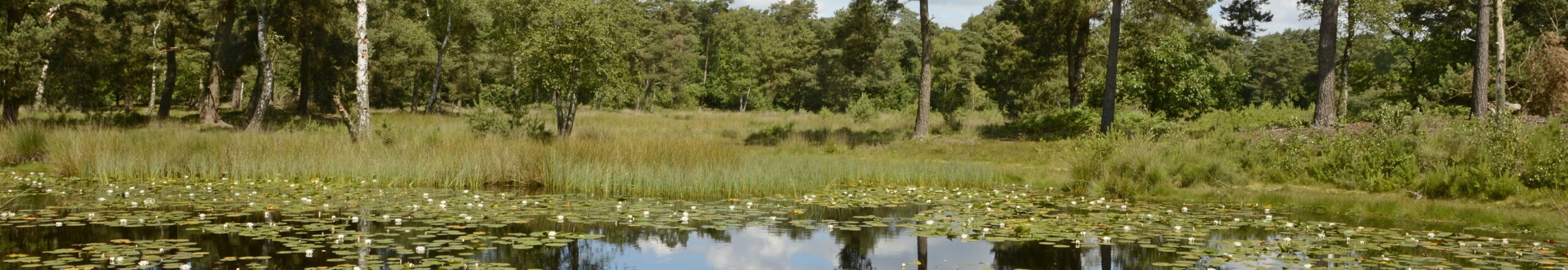 Door bos en langs vennen in de Ravenvennen
