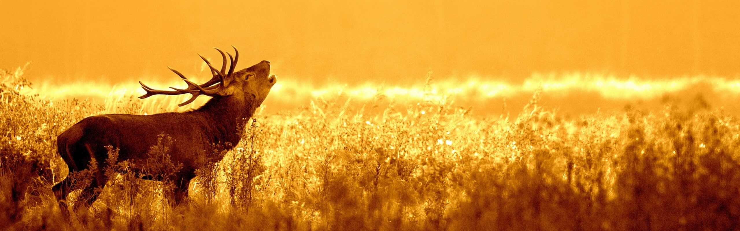 Op zoek naar edelherten in het Weerterbos