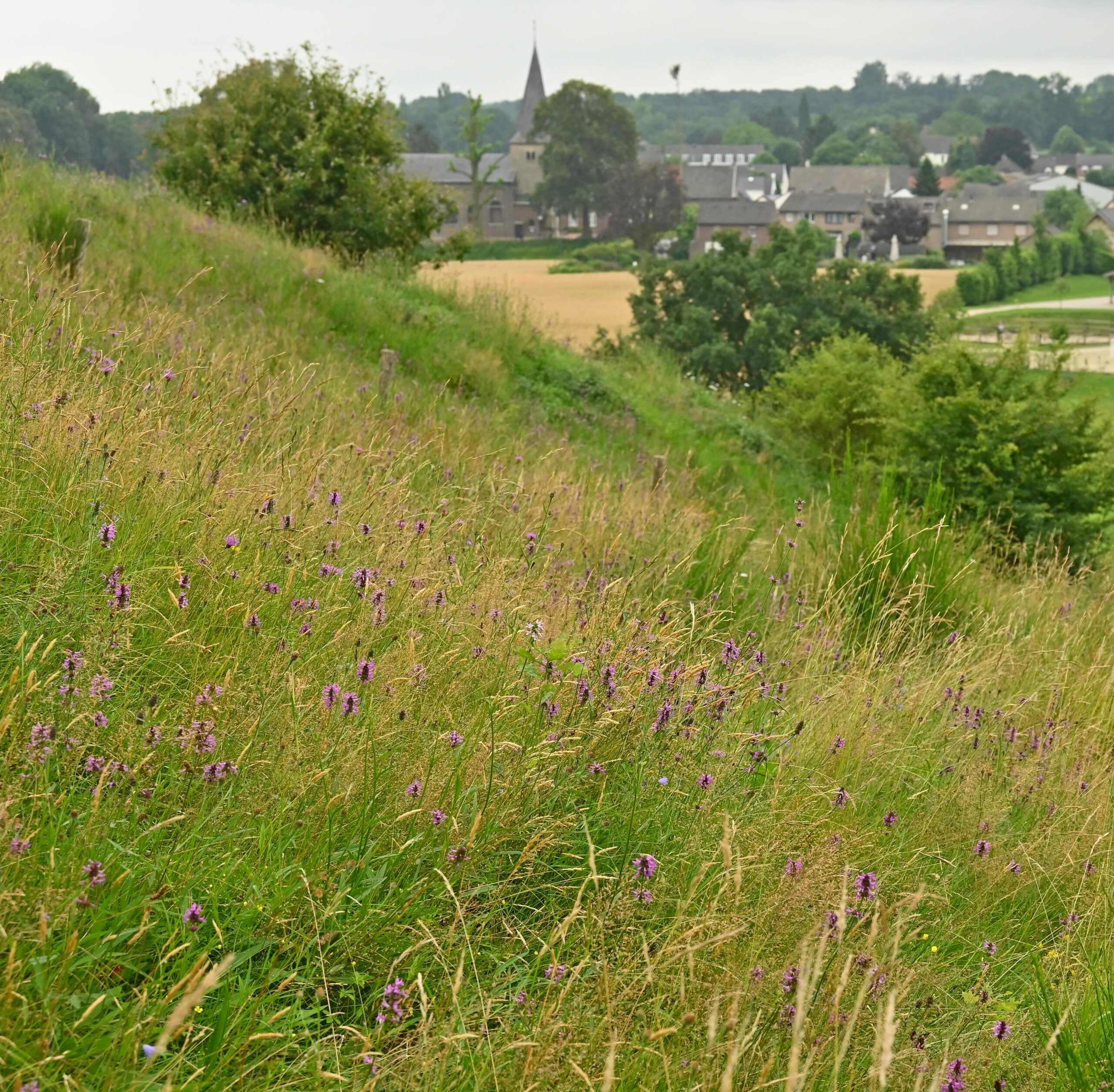 Limburgse icoonsoort: de betonie
