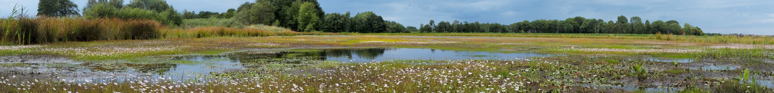 Peelvennen: Sarsven, De Banen en Kwegt