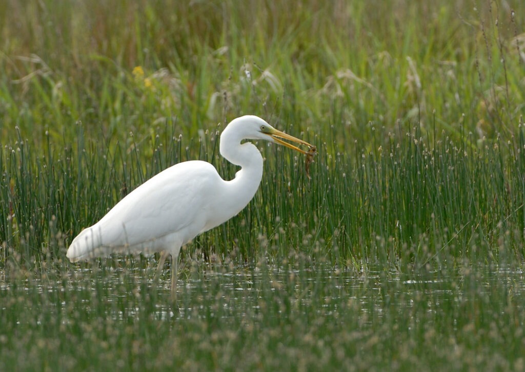 Grote Zilverreiger in het landschap