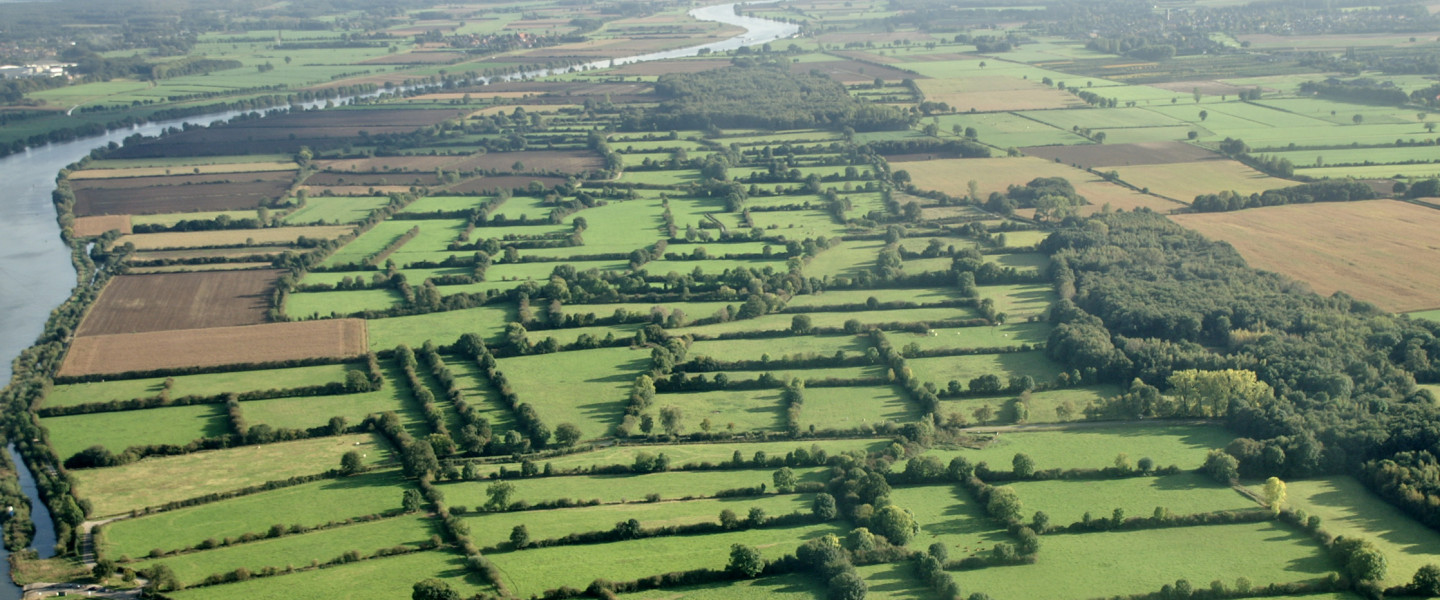 Maasheggen, het herstel van het oudste cultuurlandschap van Nederland