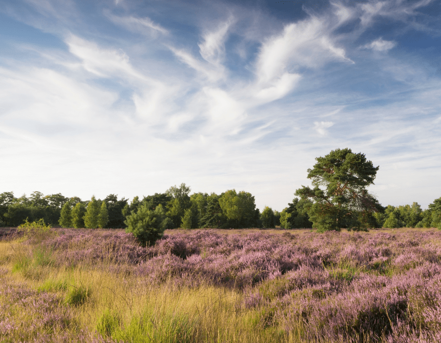 Groote Heide, Venlo, Limburg