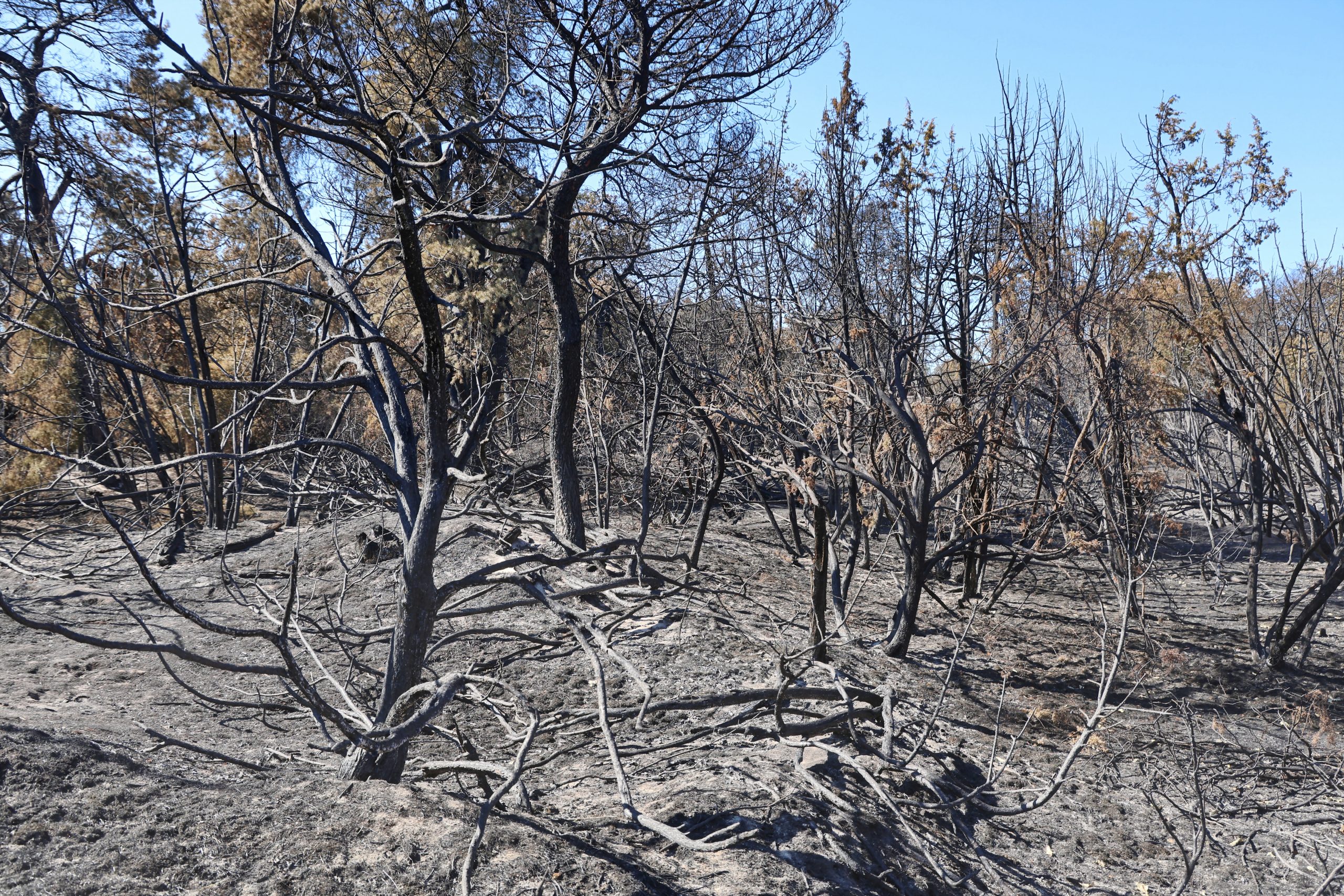 Boshuizerbergen brandvrij