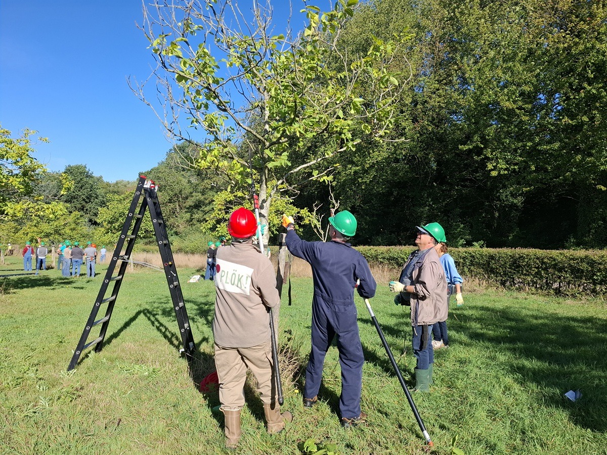 Beginnerscursus hoogstamfruitbomen 2027 (Zuid-Limburg)